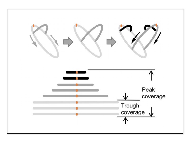 Bidirectional DNA replication of Bacterial genome and peak-to-trough ratio (PTR)